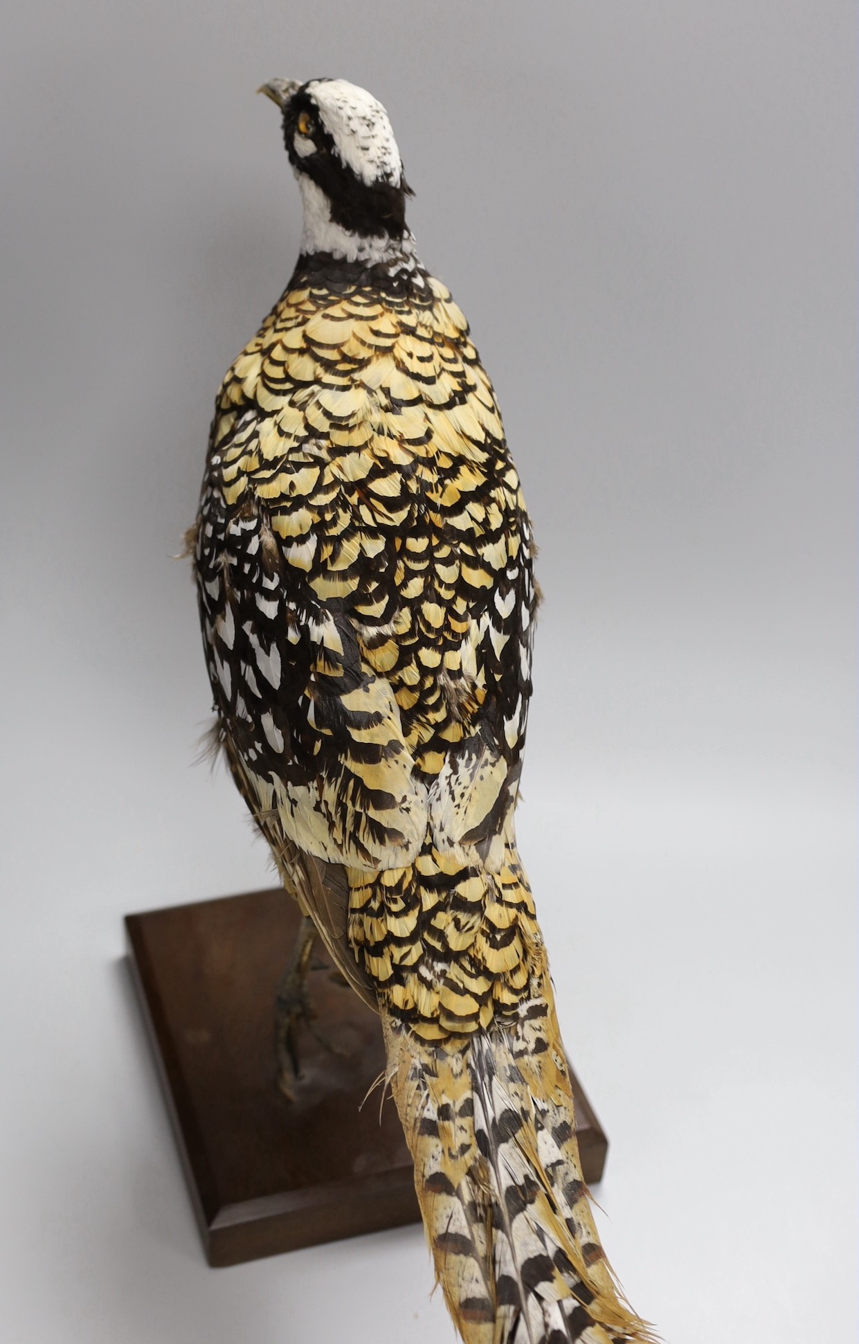 A taxidermy pheasant, 46cm